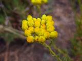 Helichrysum armenium