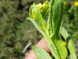 Helichrysum armenium