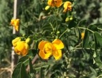 Cassia floribunda