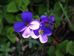 Aubrieta canescens