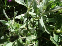 Aubrieta canescens