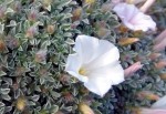 Convolvulus compactus