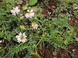 Coronilla varia