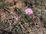 Coronilla varia