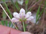 Coronilla varia
