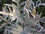 Cynara cardunculus