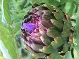 Cynara cardunculus