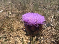 Cynara cardunculus