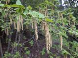 Ostrya carpinifolia