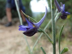 Delphinium peregrinum