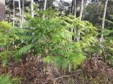 Sambucus ebulus