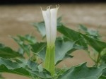 Datura stramonium