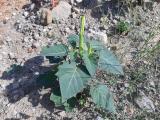 Datura stramonium