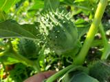 Datura stramonium