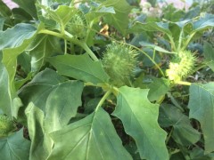 Datura stramonium