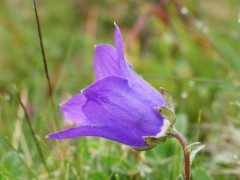 Campanula aucheri