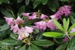 Rhododendron smirnowii