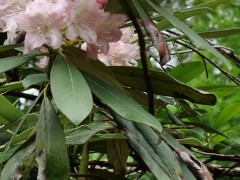 Rhododendron smirnowii