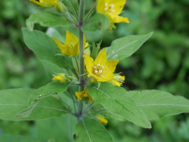 Lysimachia verticillaris