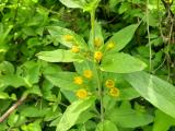 Lysimachia verticillaris