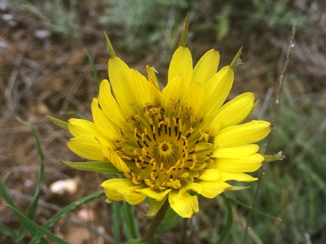 Tragopogon buphthalmoides