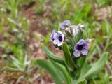 Cynoglossum creticum