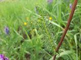 Filipendula vulgaris