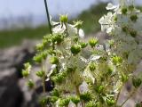 Filipendula vulgaris