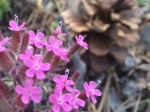 Saponaria prostrata subsp. prostrata