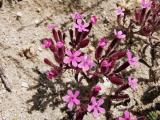 Saponaria prostrata subsp. prostrata