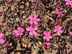 Saponaria prostrata subsp. prostrata