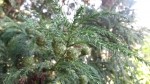 Cryptomeria japonica