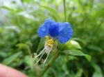 Commelina communis