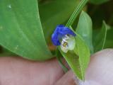 Commelina communis