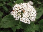 Viburnum lantana