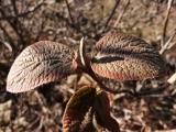 Viburnum lantana