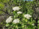 Viburnum lantana