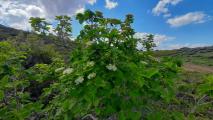 Viburnum lantana