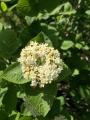 Viburnum lantana