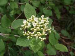 Viburnum lantana