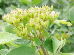 Viburnum lantana