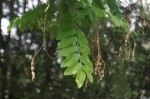 Sophora japonica