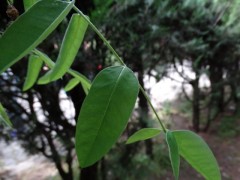 Sophora japonica