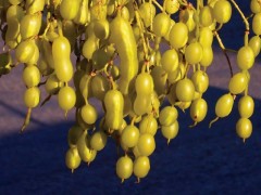 Sophora japonica