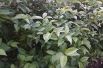 Ligustrum japonicum