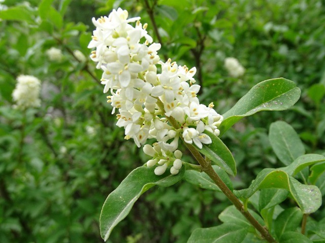 Ligustrum japonicum