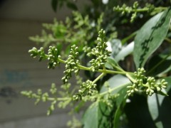 Ligustrum japonicum