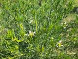 Peganum harmala