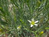 Peganum harmala