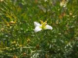 Peganum harmala